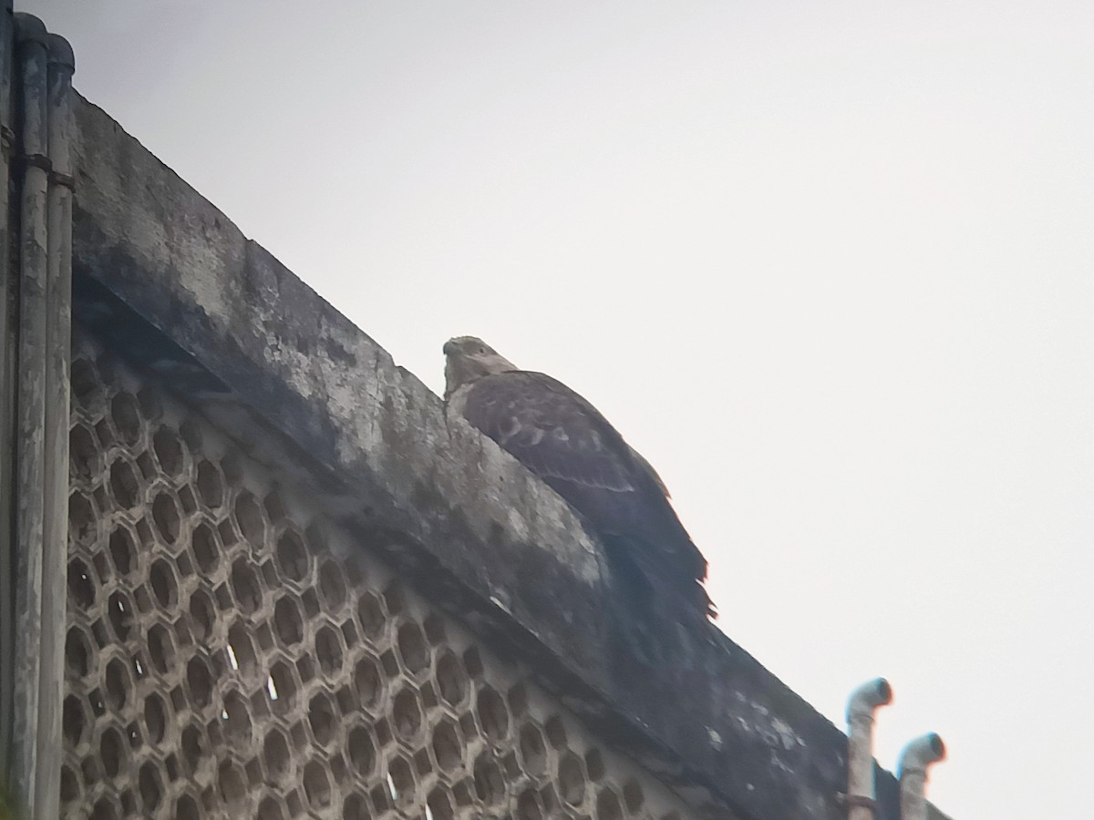 Oriental Honey-buzzard - ML521730341