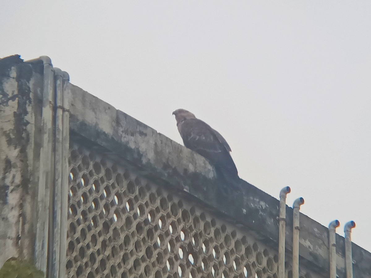 Oriental Honey-buzzard - ML521730351