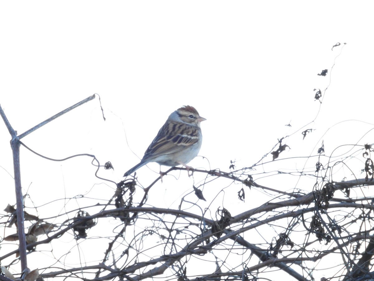 Savannah Sparrow - ML521731101