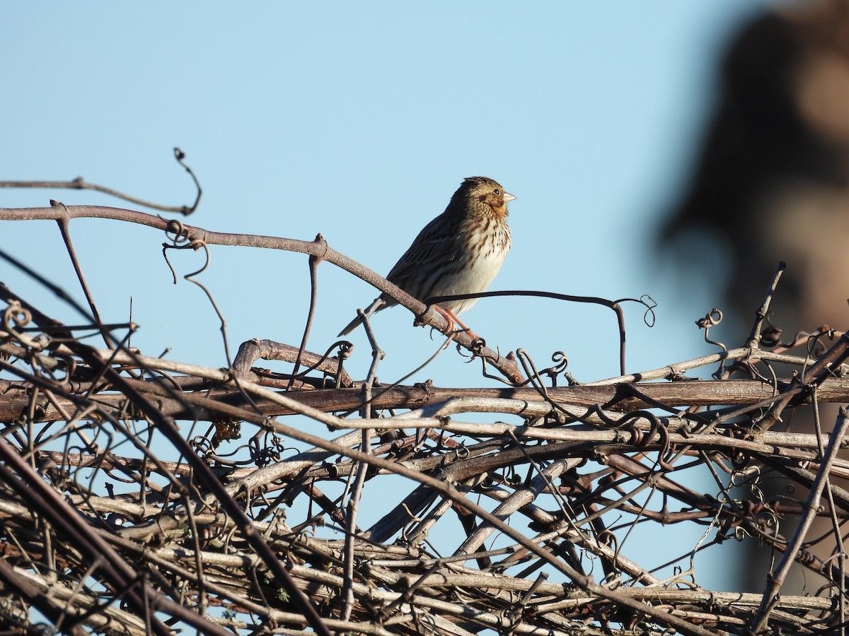 Savannah Sparrow - ML521731111