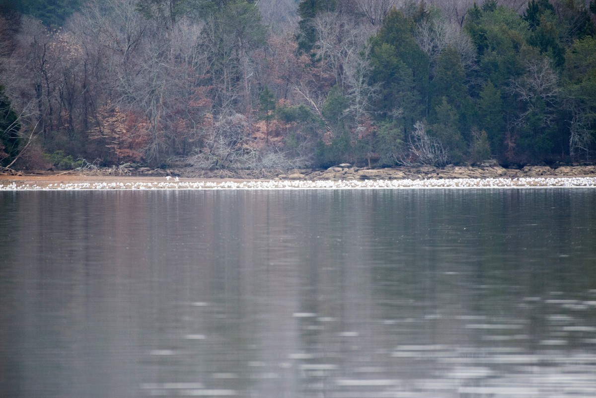 gull sp. - ML521731261