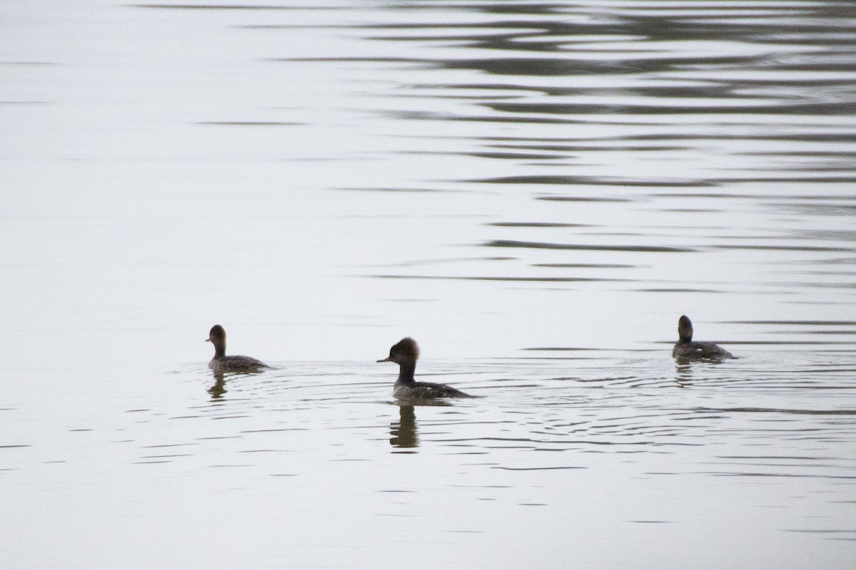 Hooded Merganser - Herb Elliott