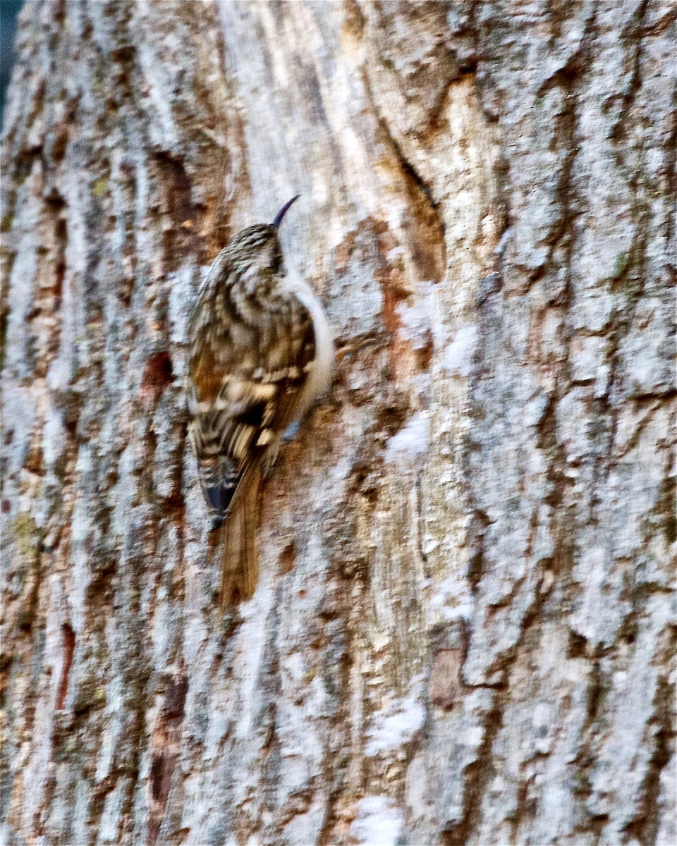 Brown Creeper - ML521732401