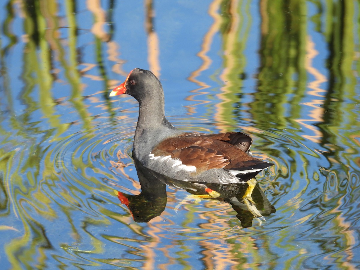 Common Gallinule - ML521733441