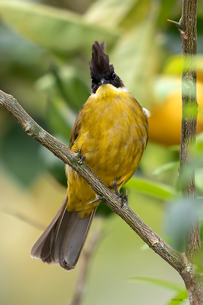 Bornean Bulbul - Wai Loon Wong