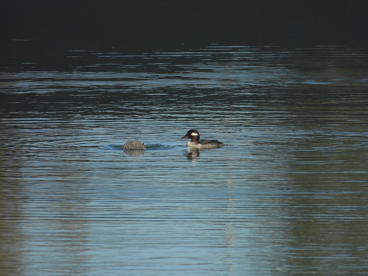 Bufflehead - ML521734121