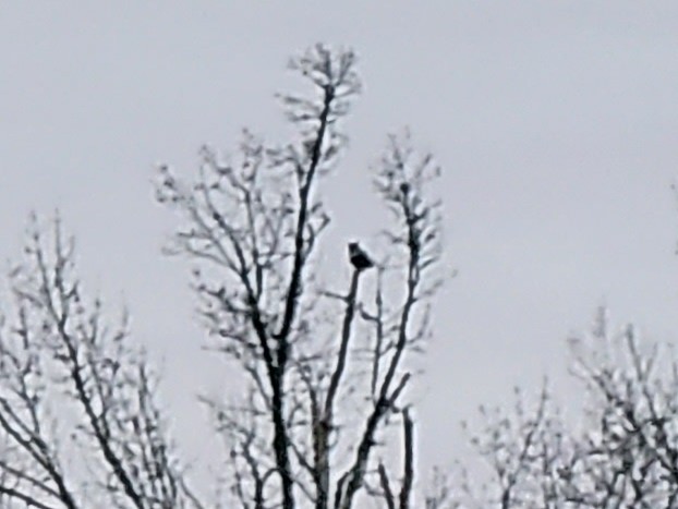 Great Horned Owl - ML521734231