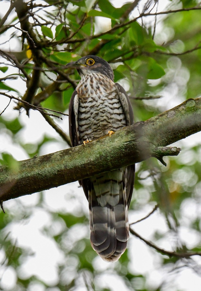 Large Hawk-Cuckoo - ML521734301