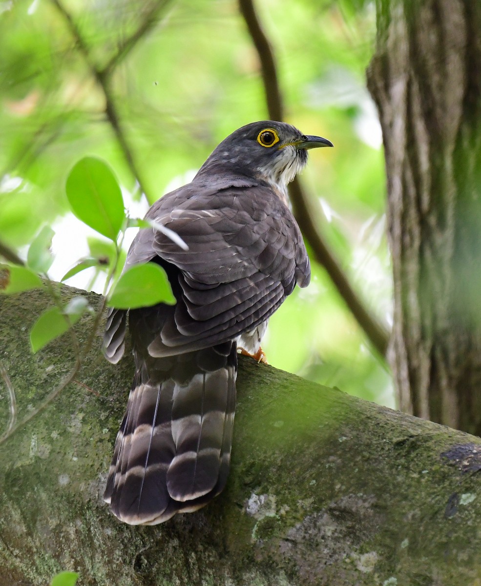 Large Hawk-Cuckoo - Norhafiani  A Majid