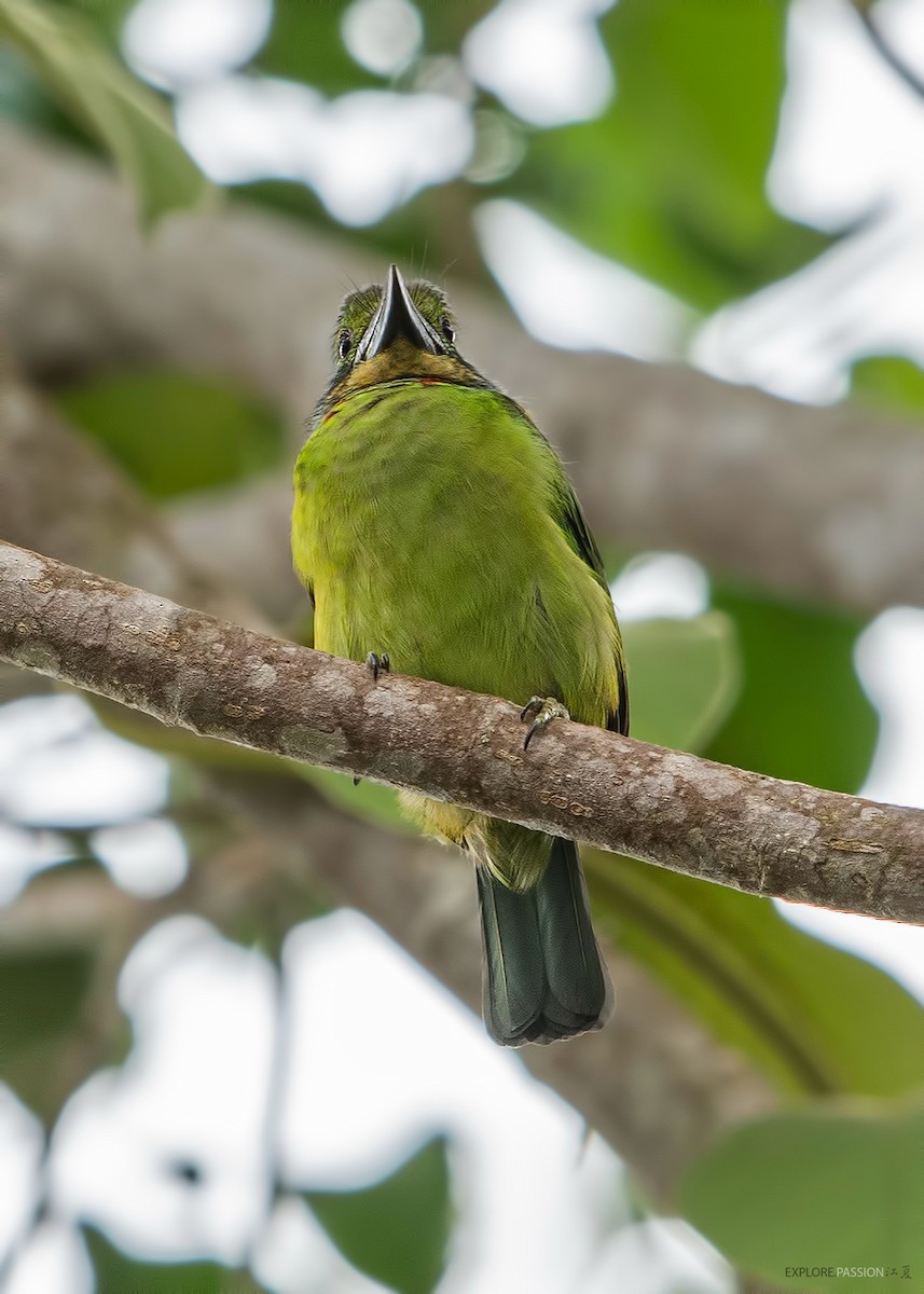 Mountain Barbet - Wai Loon Wong