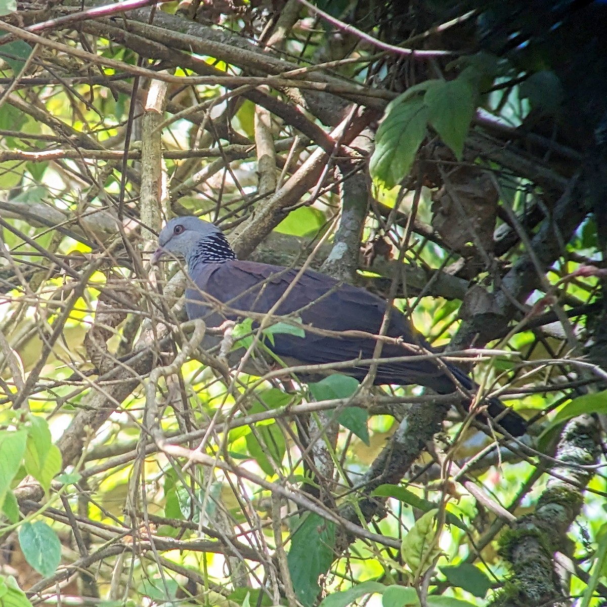 Nilgiri Wood-Pigeon - Michael Hoit