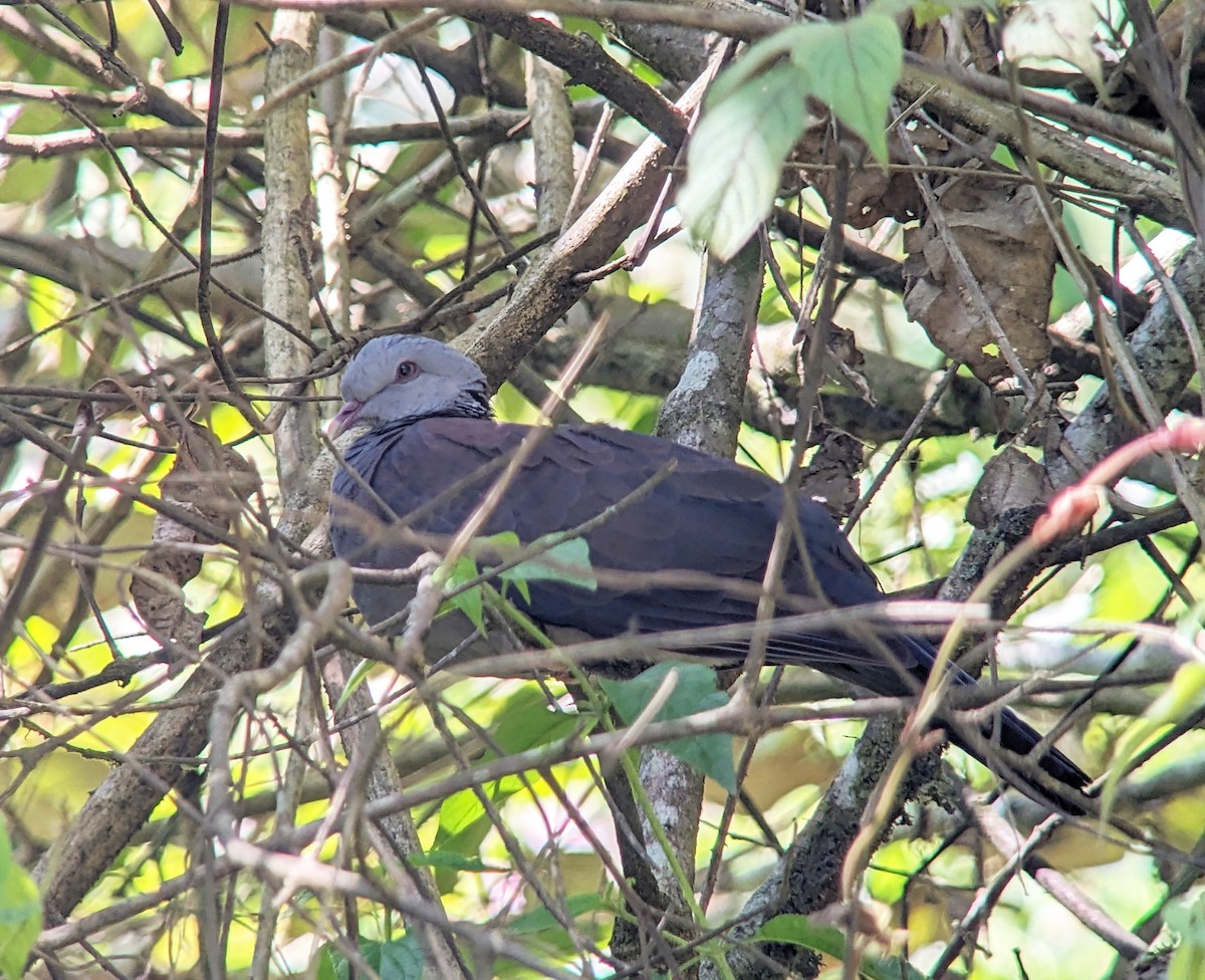 Nilgiri Wood-Pigeon - Michael Hoit