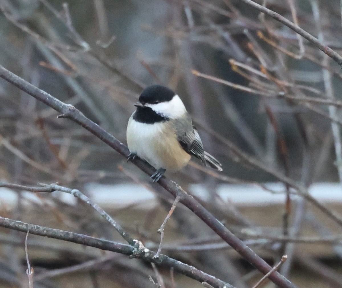 Black-capped Chickadee - E J