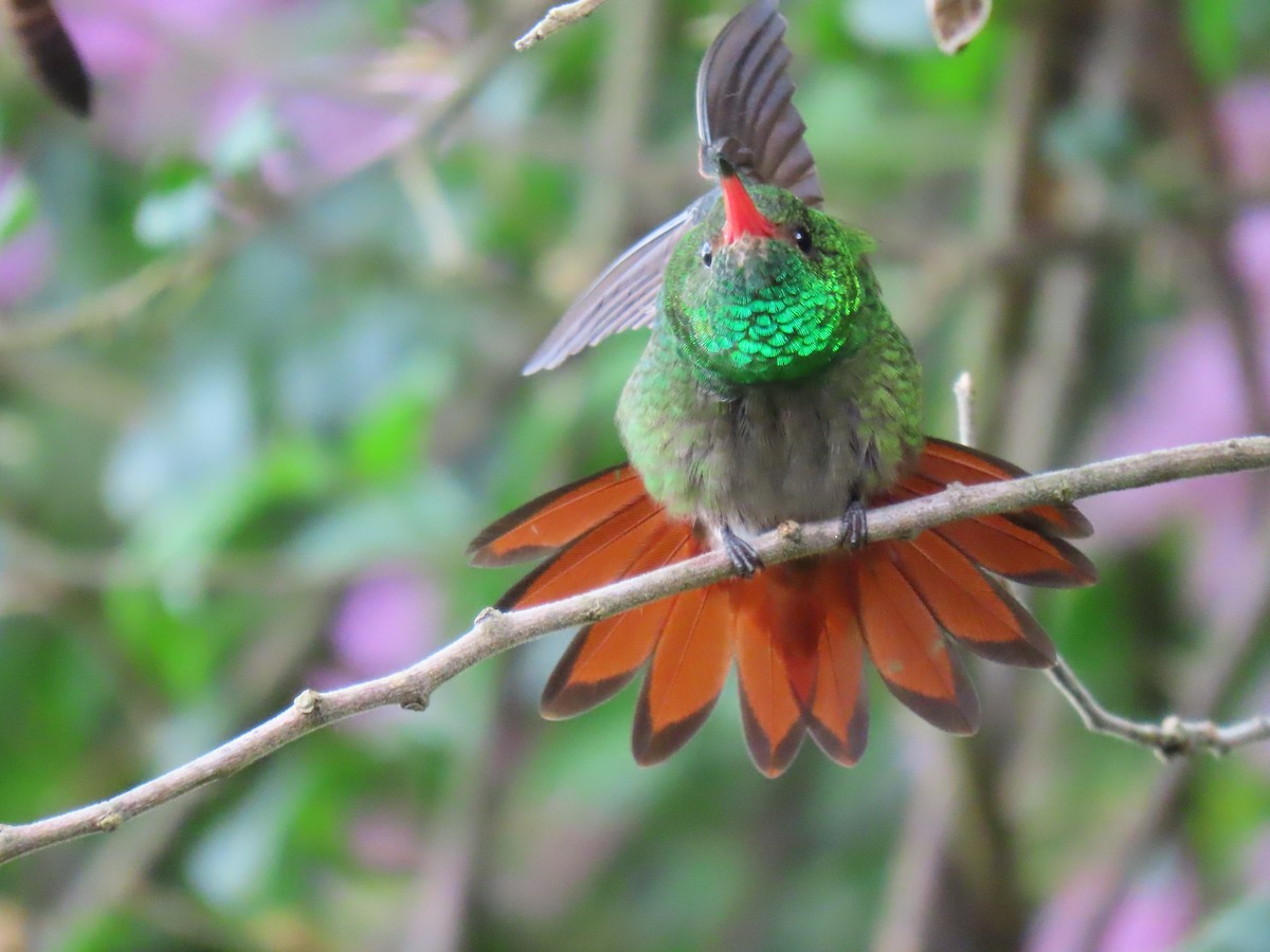 Rufous-tailed Hummingbird - ML521738341