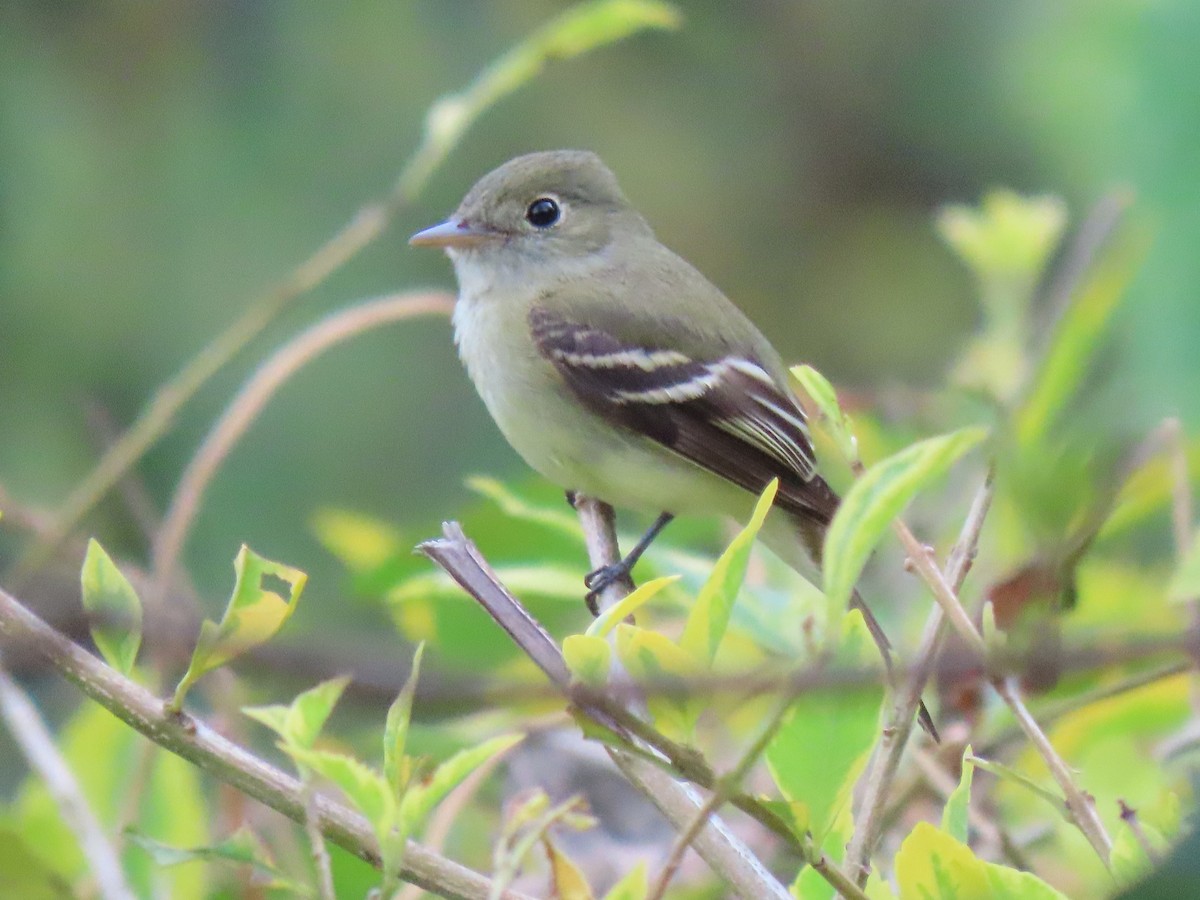 Acadian Flycatcher - Jose Martinez De Valdenebro