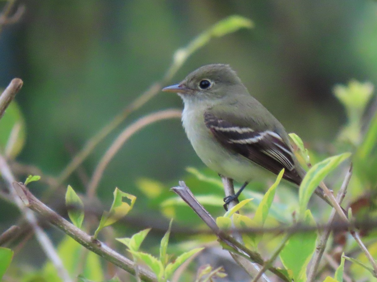 Acadian Flycatcher - ML521738411