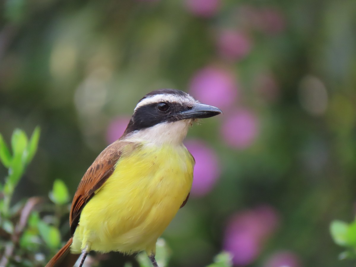 Great Kiskadee - ML521738461