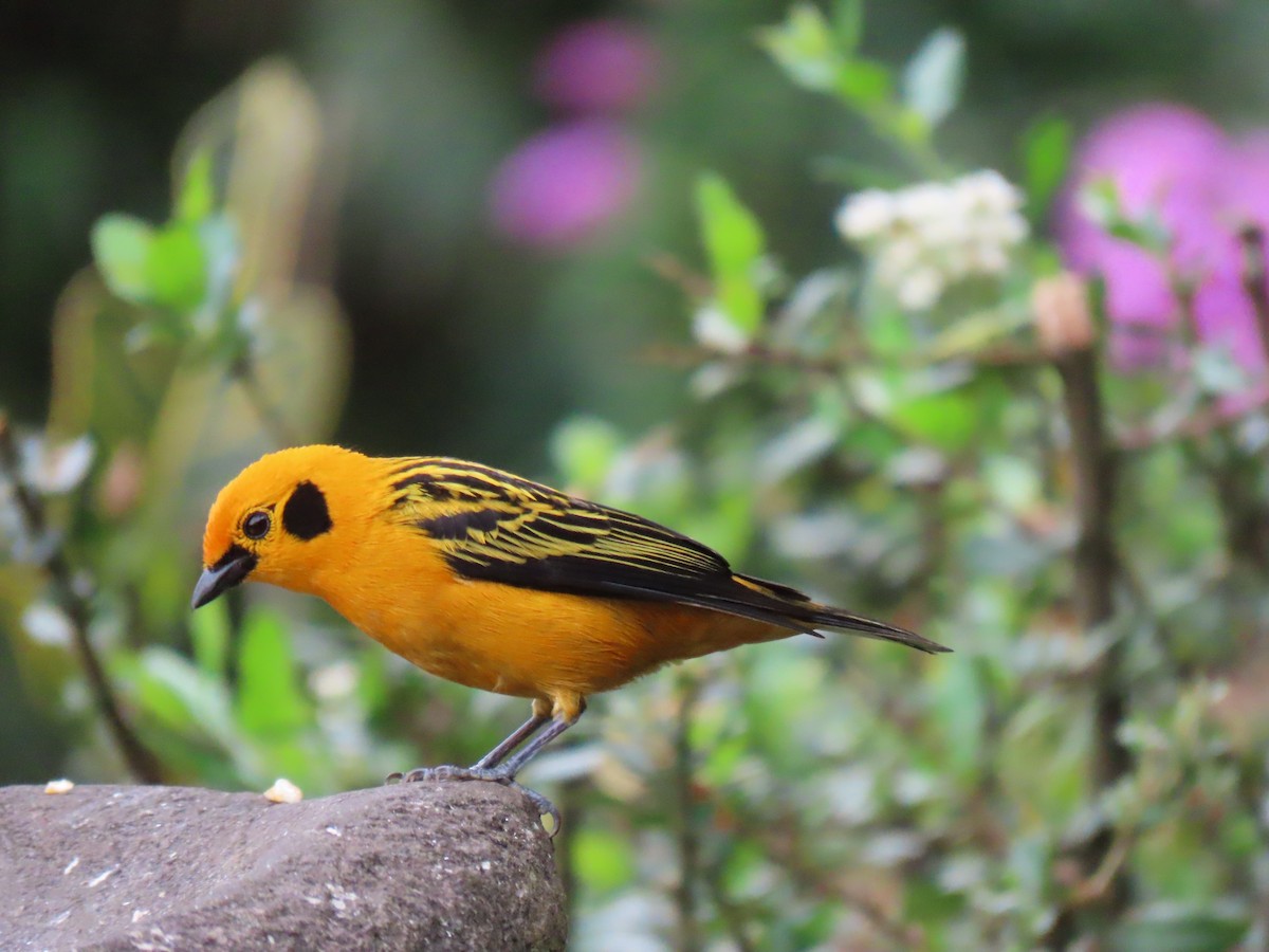 Golden Tanager - ML521738591