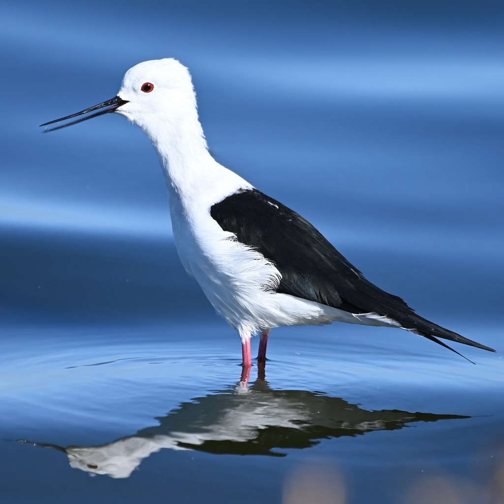 Black-winged Stilt - ML521738711