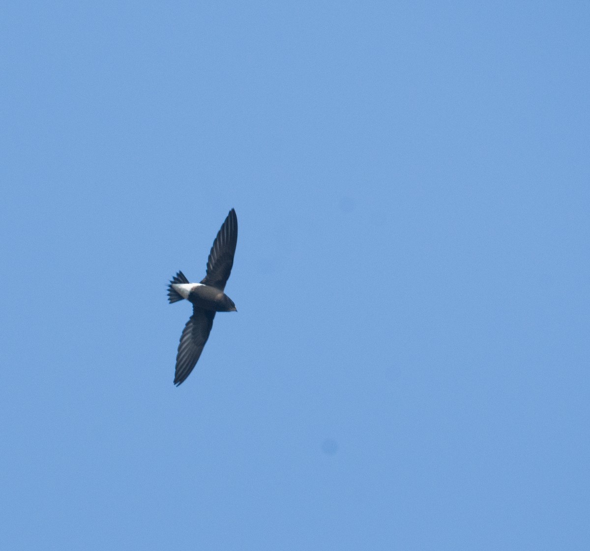 Brown-backed Needletail - ML521739931