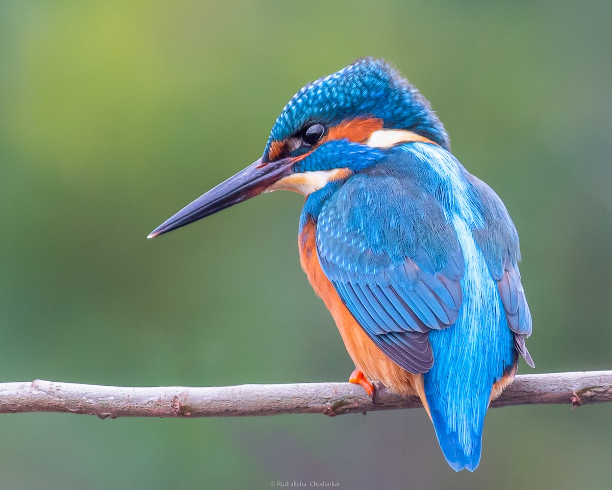 Common Kingfisher - ML521740021