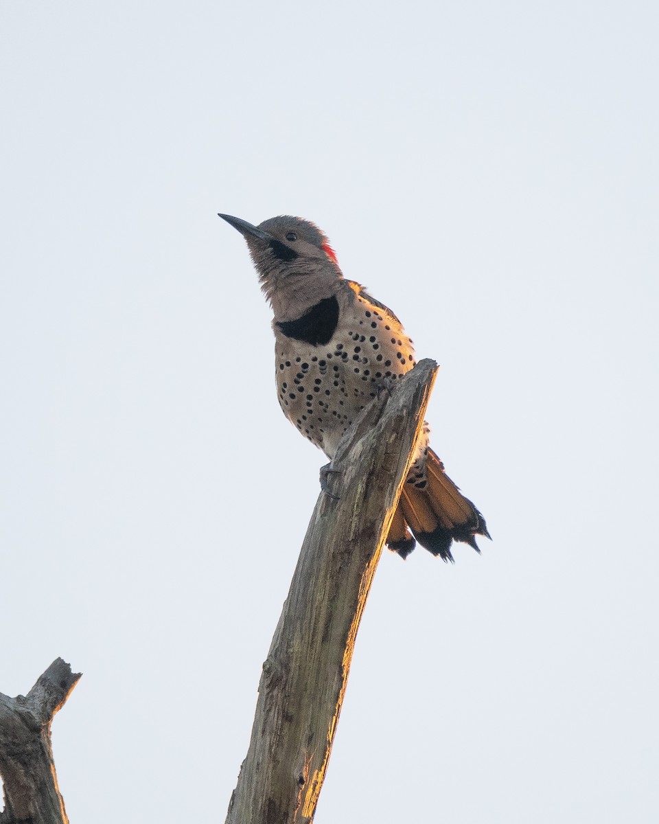 Northern Flicker (Yellow-shafted) - ML521740271