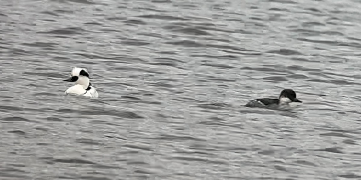 Smew - ML521741451