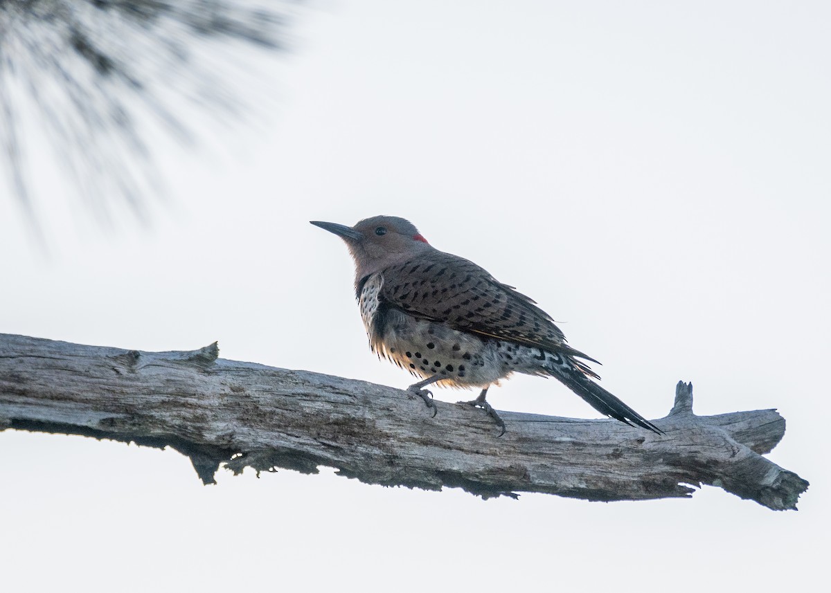 Northern Flicker (Yellow-shafted) - ML521742631