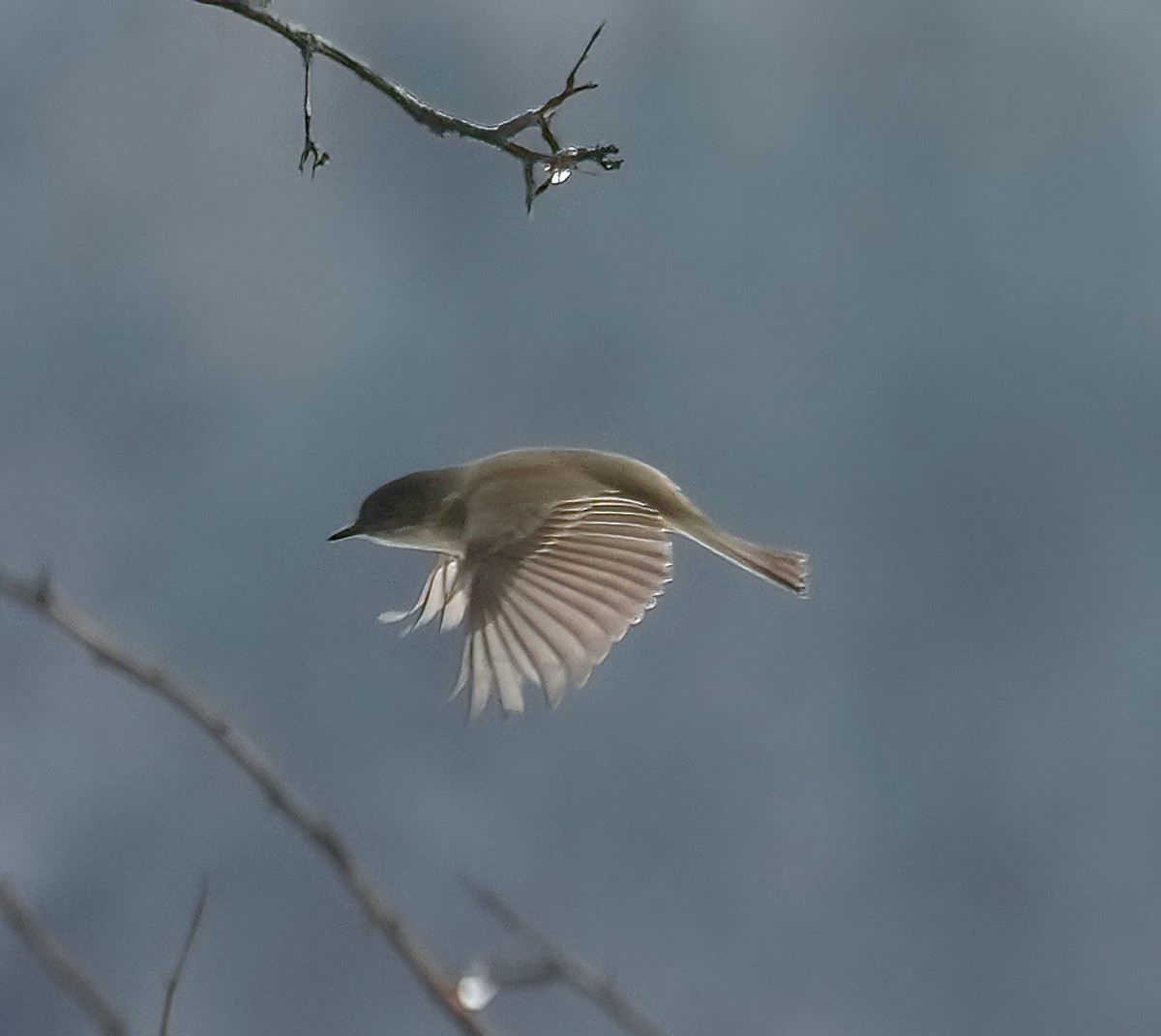 Eastern Phoebe - ML521742931