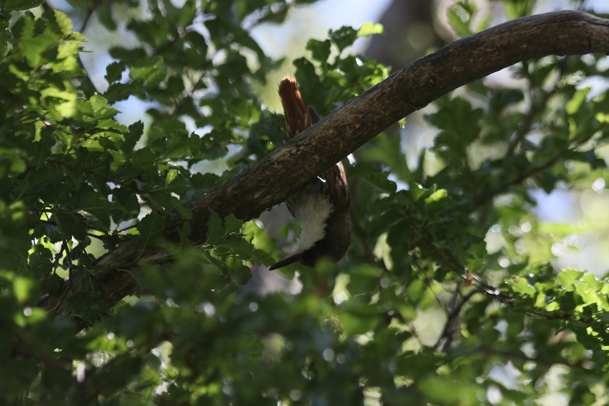 White-throated Treerunner - ML521743601