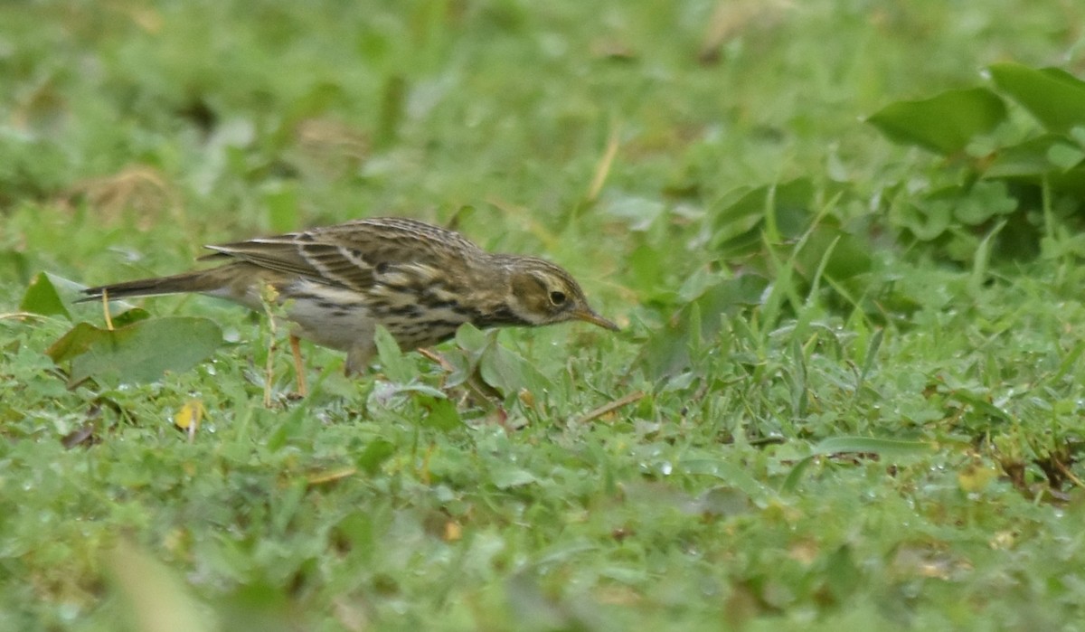 Meadow Pipit - ML521744731