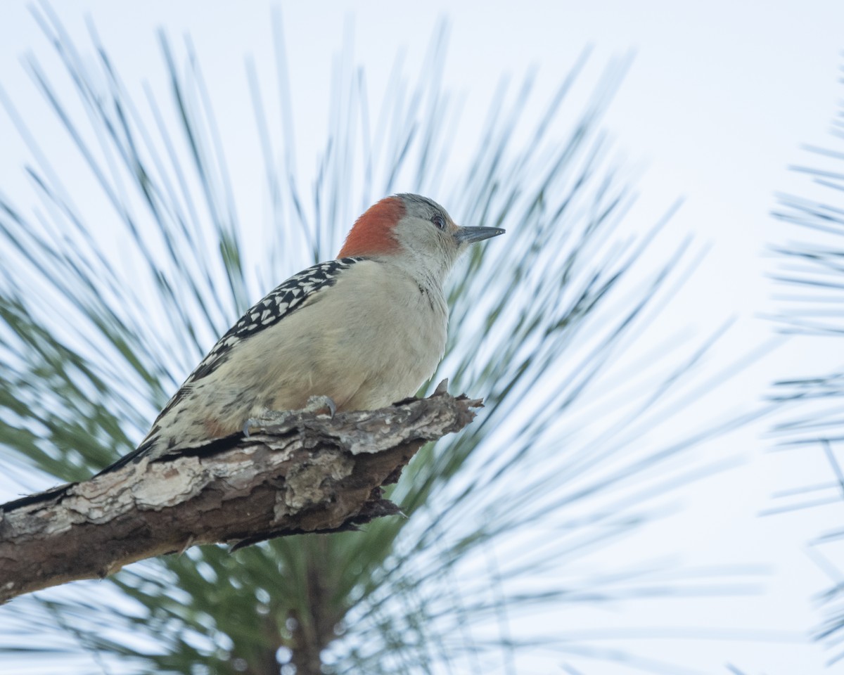 Red-bellied Woodpecker - Olivia Terseck