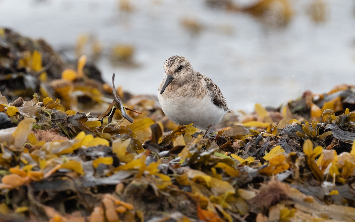 Sanderling - ML521745681