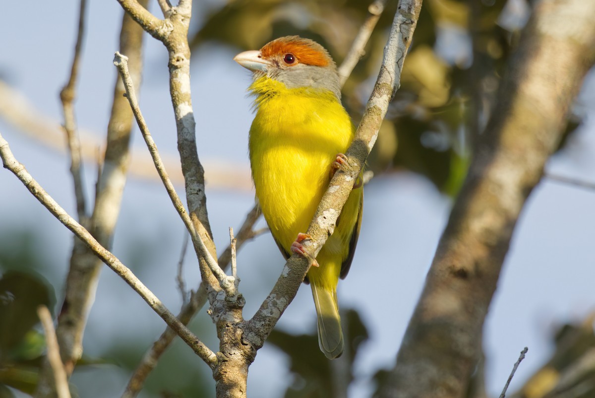 Rufous-browed Peppershrike - Kyle Elfman