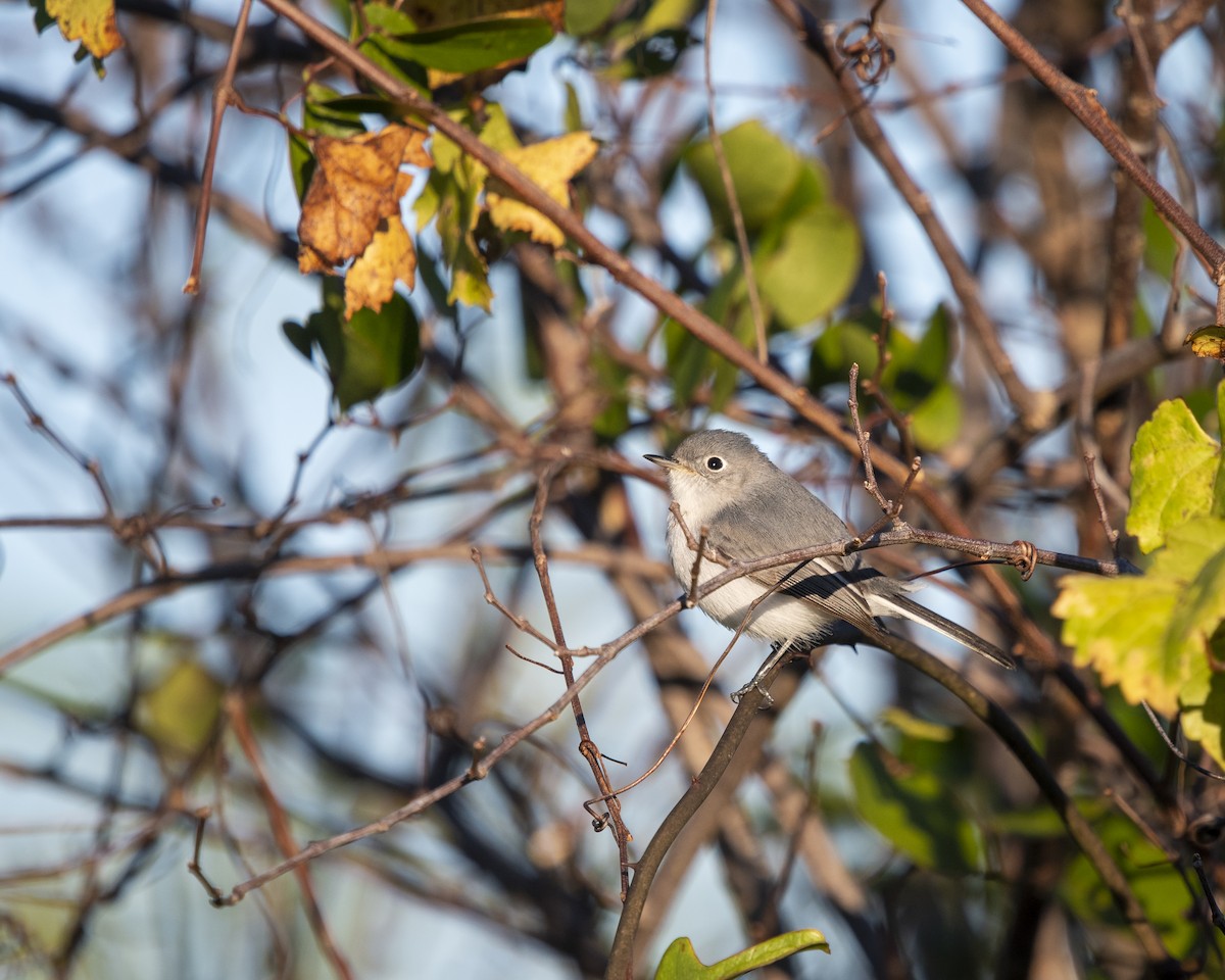 Blue-gray Gnatcatcher - ML521746211