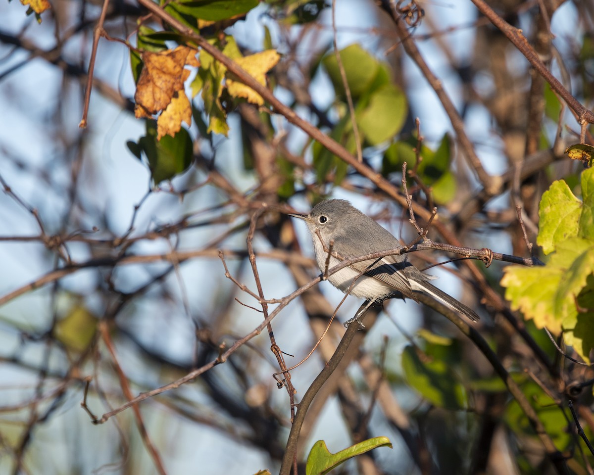 Blue-gray Gnatcatcher - ML521746251