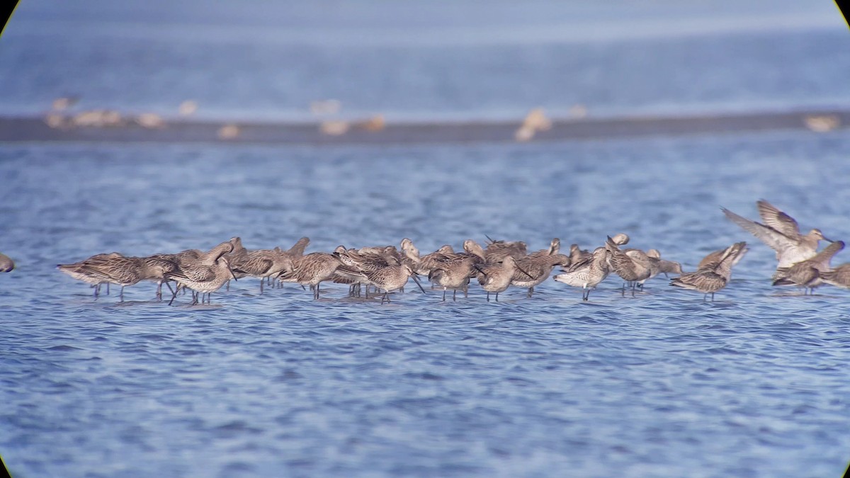 Asian Dowitcher - Flatliner MB