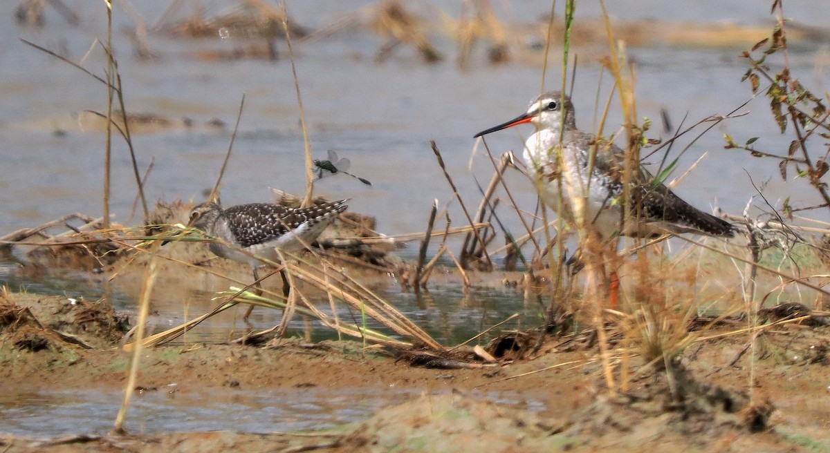 Spotted Redshank - ML521747211