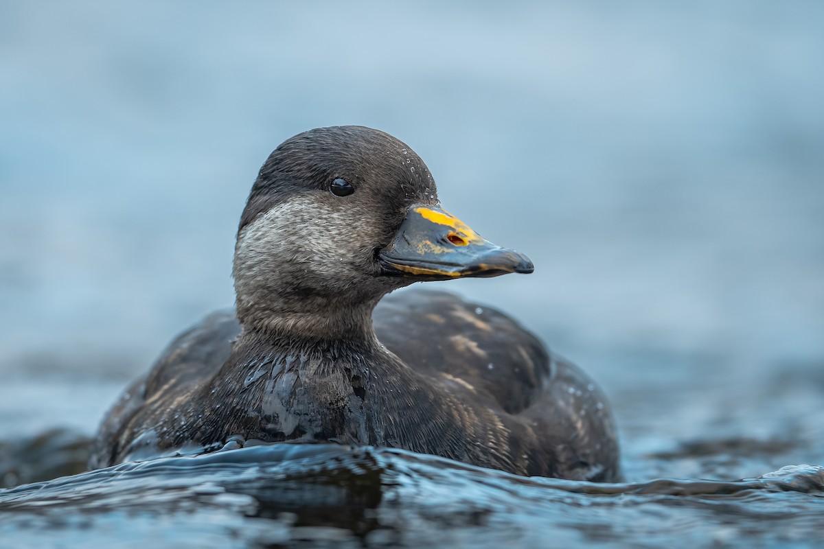 Black Scoter - ML521747701