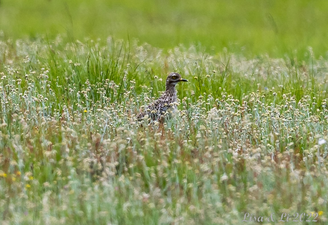 Spotted Thick-knee - ML521749331