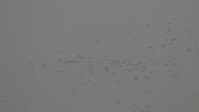 Lesser Whistling-Duck - ML521749791