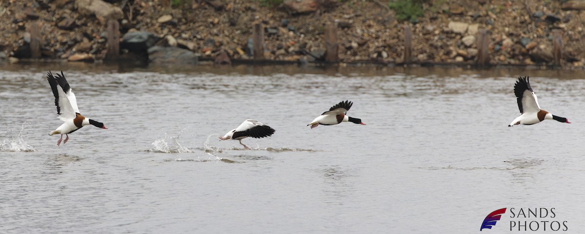 Common Shelduck - ML521749811