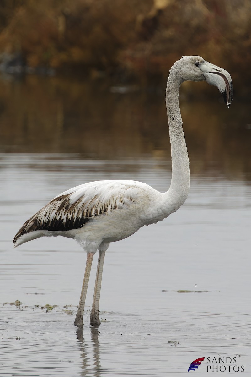 Greater Flamingo - ML521749891