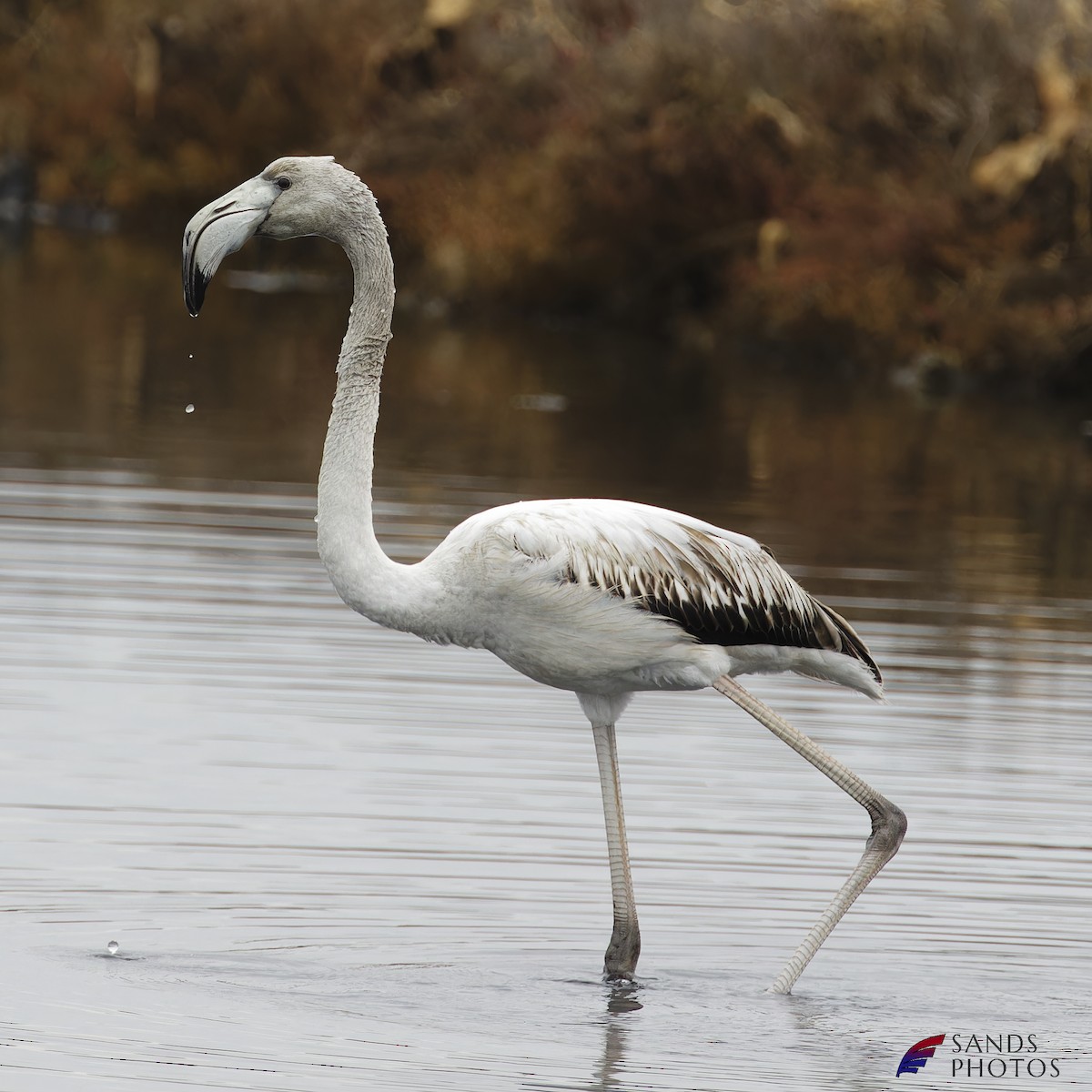 Greater Flamingo - stephane angue