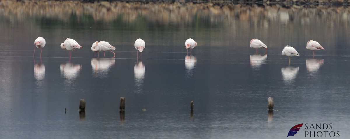 Greater Flamingo - ML521749911