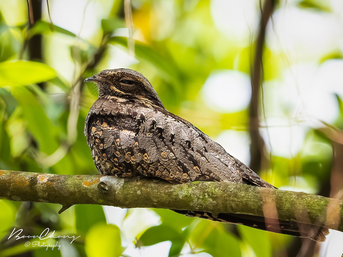 Gray Nightjar - Boon Chong Chen