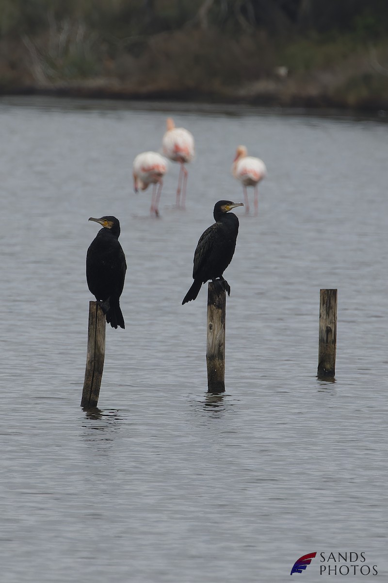 Great Cormorant - ML521750241