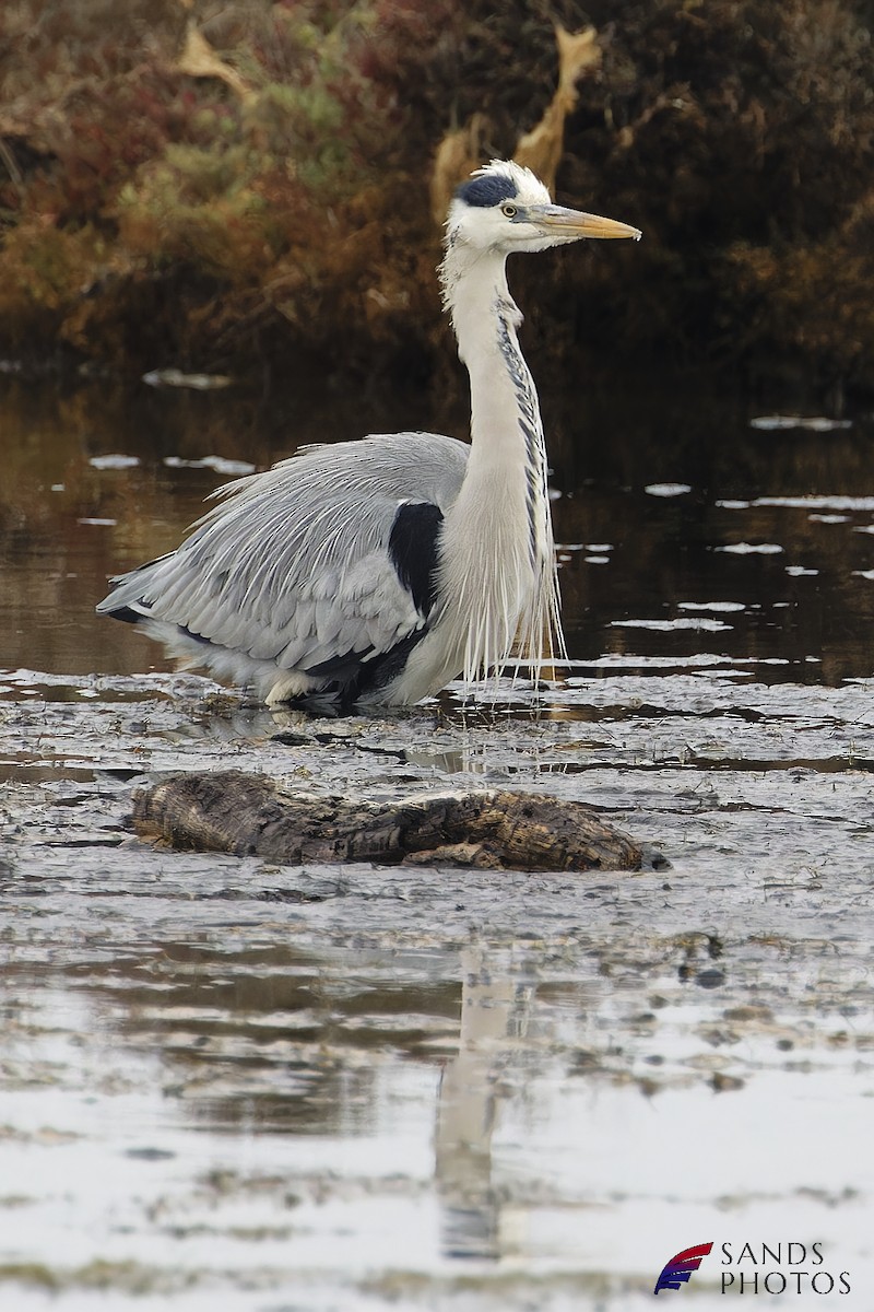 Gray Heron - ML521751071