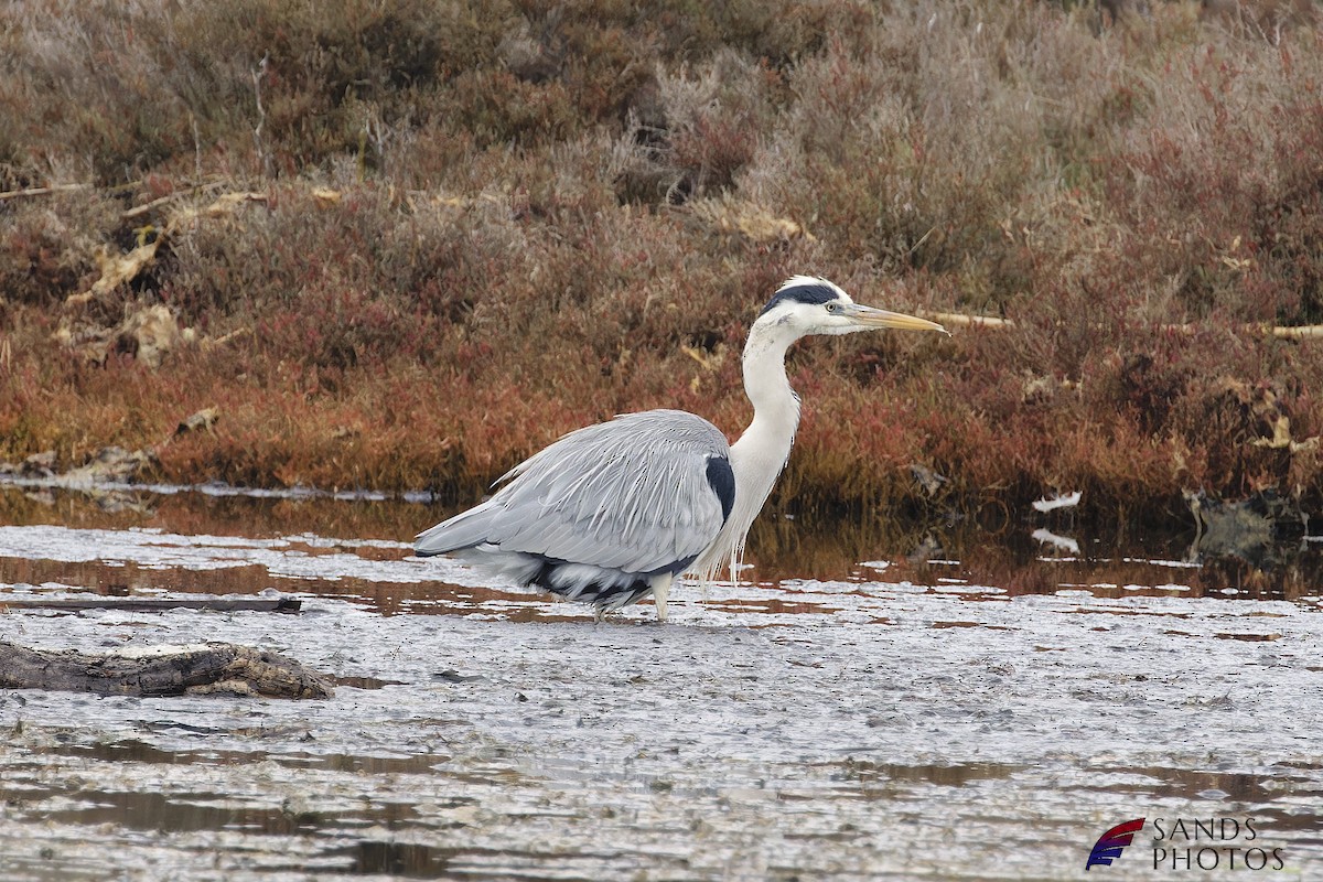 Gray Heron - ML521751081