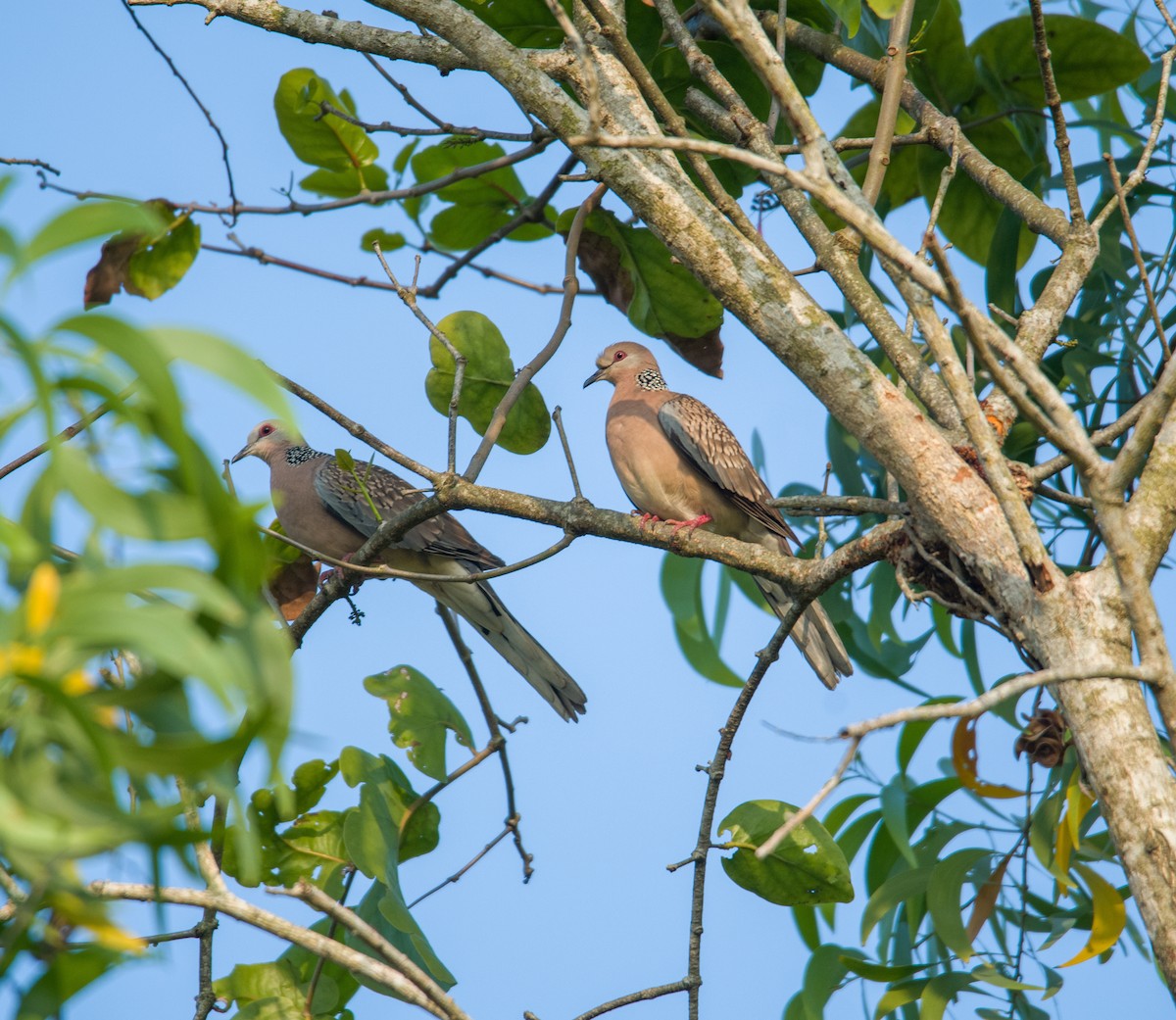 珠頸斑鳩 - ML521751391